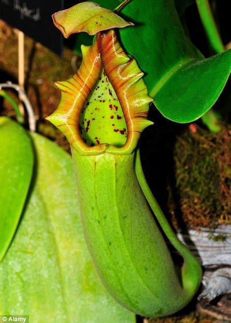 Rat Eating Plant Declared A New Species Seven Years After Award Winning