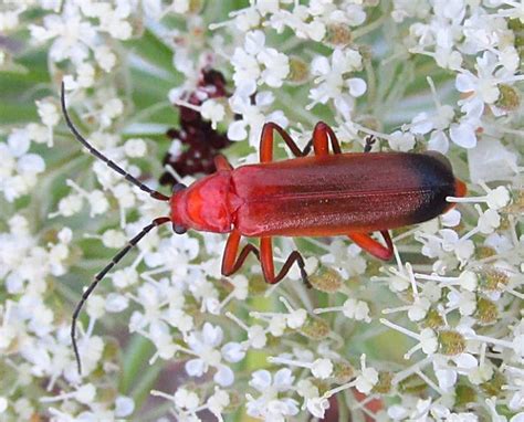Common Red Soldier Beetle Rhagonycha Fulva 04 07 2018 P Flickr