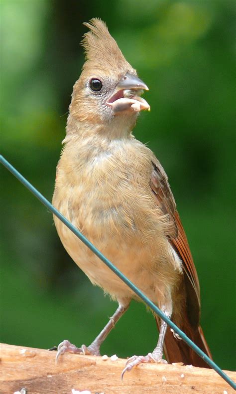 The north face ist schon seit einigen jahren in der mode aktiv und hat deshalb lange erfahrungen in der. Wild Birds Unlimited: July 2013