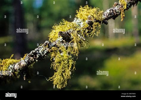 Caledonian Forest Scotland Rainforest Hi Res Stock Photography And