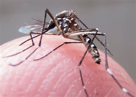 Confirmada A Terceira Morte Causada Pelo Zika Vírus No Brasil