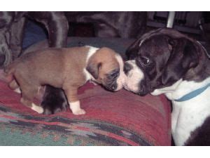 More boxer puppies / dog breeders and puppies in oregon. Boxer Puppies in Oregon