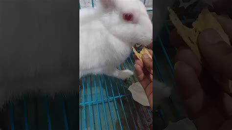 My Rabbit Likes To Eat Lijjat Indian Pappad Youtube