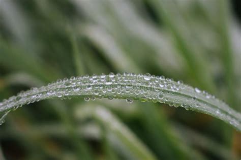 Dew Drops On Green Grass On Unfocused Background Dew Closeup