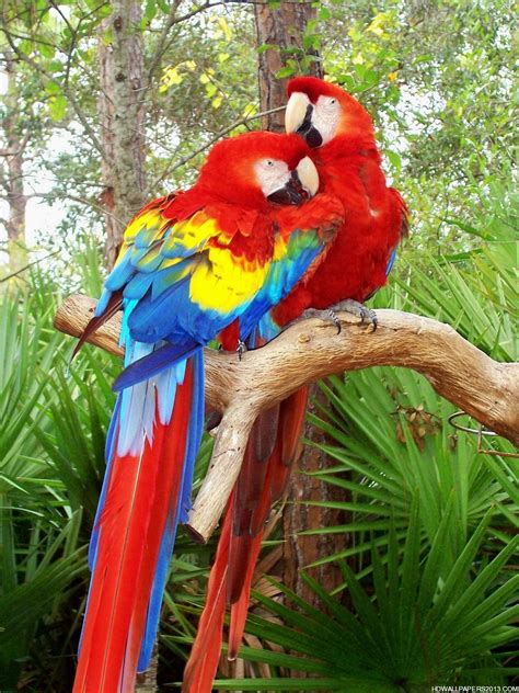 Opportunities love bird images free 48 birds wallpapers hd quality. Love Bird Parrot | Parrot wallpaper, Colorful parrots, Parrot