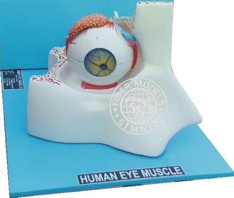 Buy Simnis Model Human Eye Muscles Human Eye Model For Doctor Patient