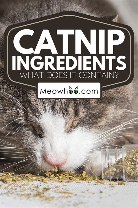 Catnip Ingredients: What Does It Contain?
