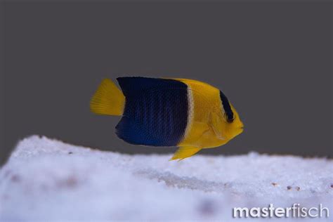 Bicolor Angelfish Bred Centropyge Bicolor Masterfisch
