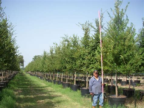 Hard maples are a major contributor to iowa's outstanding fall color. Wholesale Nursery | Ornamental Tree Nursery | CC Tree ...