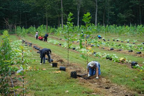 Volunteer and Visit the Casey Tree Farm | Casey Trees