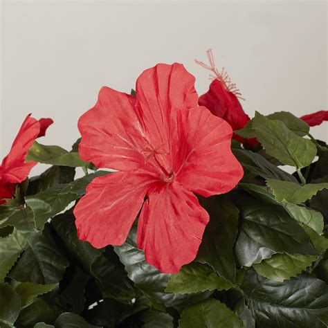 We did not find results for: Darby Home Co Artificial Hibiscus Tree in Pot & Reviews ...