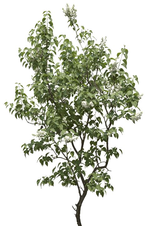 Download 1,221 tree png images with transparent background. Download Tree Png Image HQ PNG Image | FreePNGImg