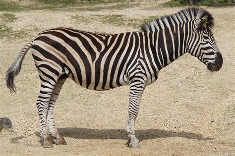 Amazing Zebra Facts Dogs And Cats Pet Care And Advice Plus Wild Animals