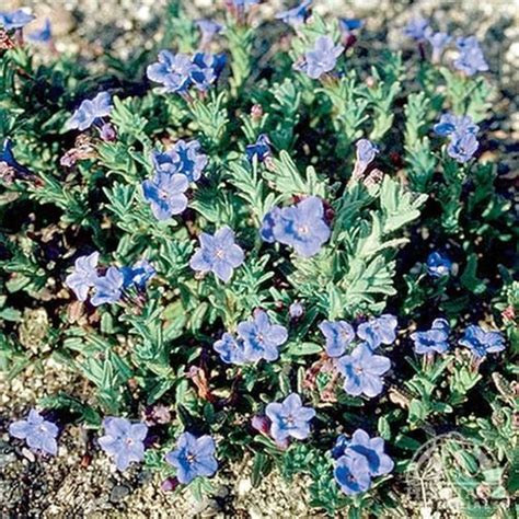Lithodora Ground Cover Perennial Blue Flowers Blooms