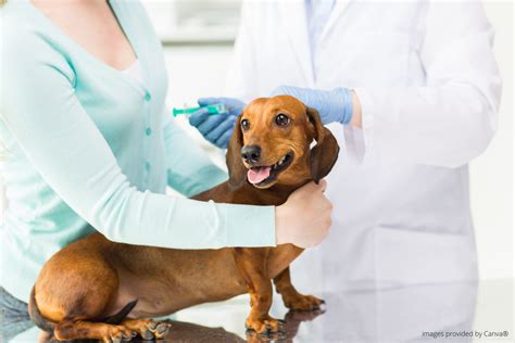 When to Vaccinate Your Dog: A Guide - Lincolnshire Animal Hospital