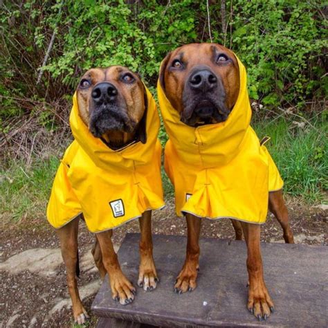 14 Pictures Only Rhodesian Ridgeback Owners Will Think Are