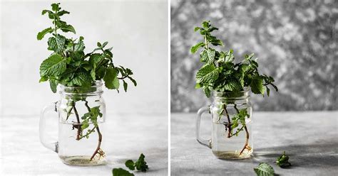 How To Grow Mint From Cuttings The Garden Magazine