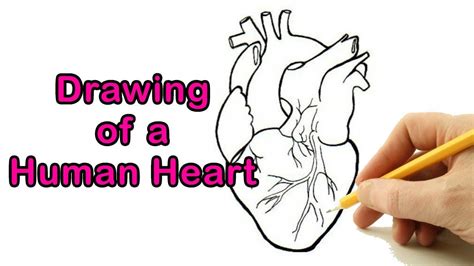 How To Draw A Human Heart Drawing Easy Outline Anatomical Heart