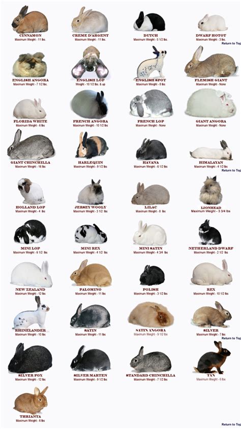 Pin By Sheryle On Rabbits Rabbit Breeds Pet Bunny Rabbits Rabbit Cages
