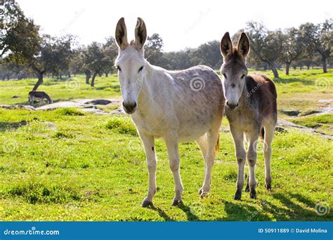 Two Donkeys At Countryside Stock Image Image Of Domestic Cute 50911889