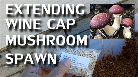 Extending Wine Cap Mushroom Spawn Youtube