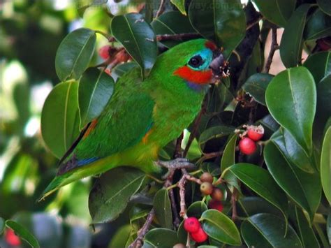 Double Eyed Fig Parrot Photo Image 3 Of 8 By Ian Montgomery At Birdway