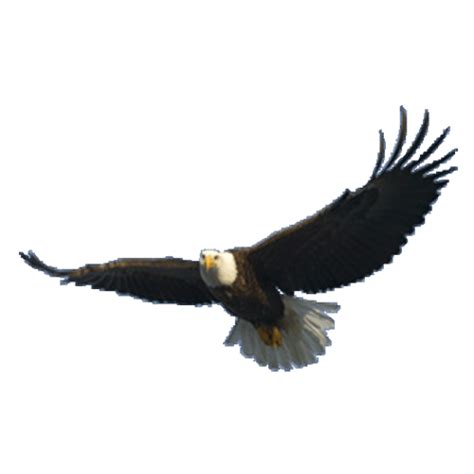 Maybe you would like to learn more about one of these? Eagle PNG Image - PurePNG | Free transparent CC0 PNG Image ...