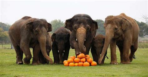 Watch These Elephants Celebrate Halloween By Smashing Pumpkins Your Daily Dish