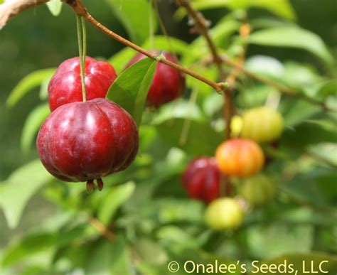 Spring and fall for two crops. Surinam Cherry, Florida Cherry, Eugenia uniflora, Seeds