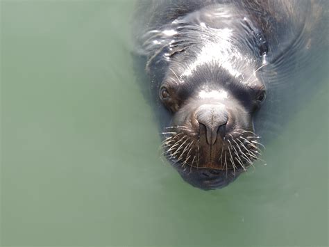 Gambar : binatang menyusui, fauna, cambang, moncong, bertulang belakang