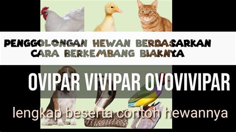 Hewan Ovipar Vivipar Ovovivipar Lengkap Dengan Contoh Hewan Dan