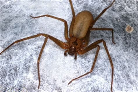 The black widow was very large. SLO Pest and Termite - Pest ControlPest control refers to ...
