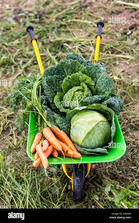 Wheelbarrow Pushcart For Kids With Different Vegetables Carrots