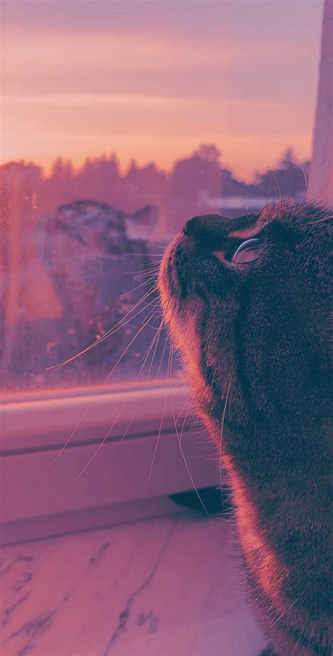 Hd hintergrundbilder katze getigert liegend augen grun desktop hintergrund. Desktophintergrund Vkatze Mond - Desktop Hintergrundbilder ...