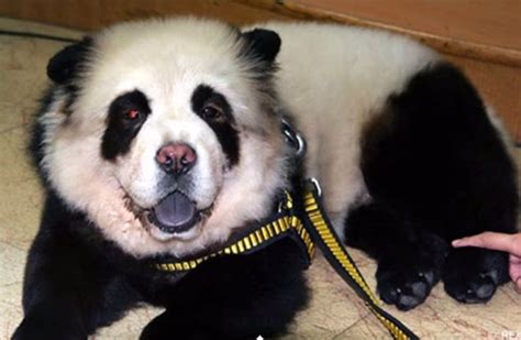 Perros Panda La Nueva Moda En China