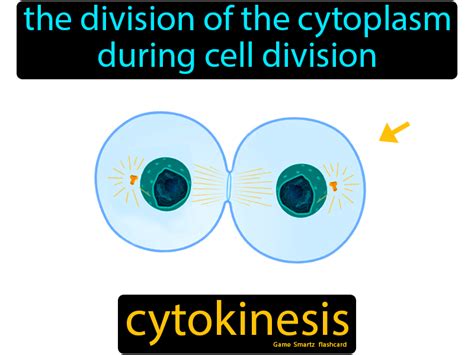 Cytokinesis Easy Science Biology Lessons Easy Science Cell Division