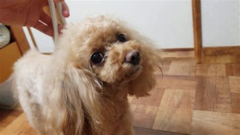 Jul 07, 2021 · 毎年、夏が暑くなっていっていますが、夏場は愛犬をサマーカットにするという飼い主さんも増えています。 トイプードルのサマーカットの長さは何ミリが人気なのでしょう？ というあなたのために説明していきますね。 目次トイプードル. 夏カットのトイプードル🐕 - YouTube
