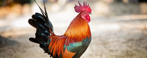 Jun 09, 2020 · a rooster crowing in the middle of the night might be responding to another rooster he has heard or perhaps he is dealing with a disturbance in the coop, like hens getting upset for some reason, a flash of a car light, or to warn the coop inhabitants of an intruder, like a fox. How Do Crowing Cocks Know When to Cock-a-Doodle-Doo ...