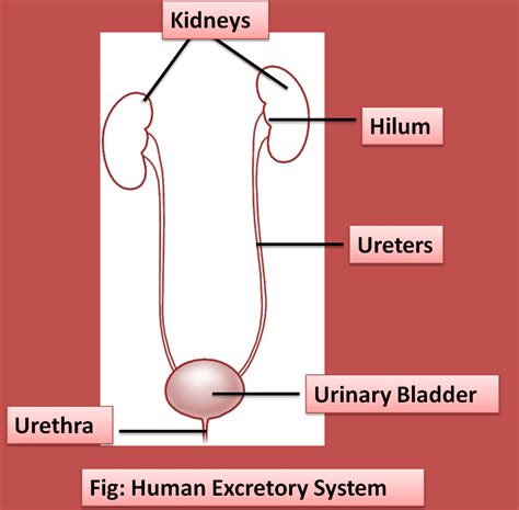 Draw A Labelled Diagram Of The Human Excretory Sys Class Biology
