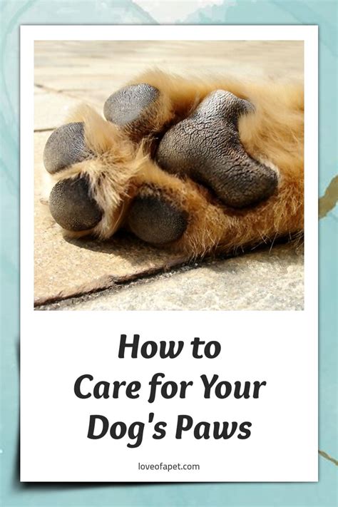 How To Care For Your Dogs Paws 8 Tips Love Of A Pet In 2021 Dogs