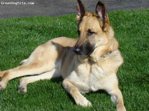A Photo Of A 8 Old Light Fawn And Tan German Shepherd This Is A