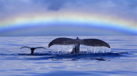 The recorded largest blue whale were two females with the how heavy is a blue whale. URGENT GLOBAL CALL TO ACTION ISSUED TO HELP STOP THE ...