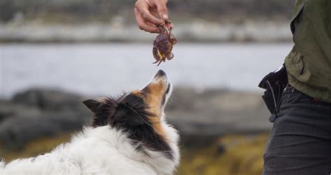 Thinking about giving your kitty some of the extras off your plate? Can Dogs Eat Crab? My Dog Ate Crab Shells | PetCoach