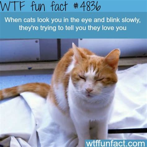 In fact, most researchers think meowing is just for humans. Cats, Sometimes Their Good Deeds Will Surprise You - I Can ...