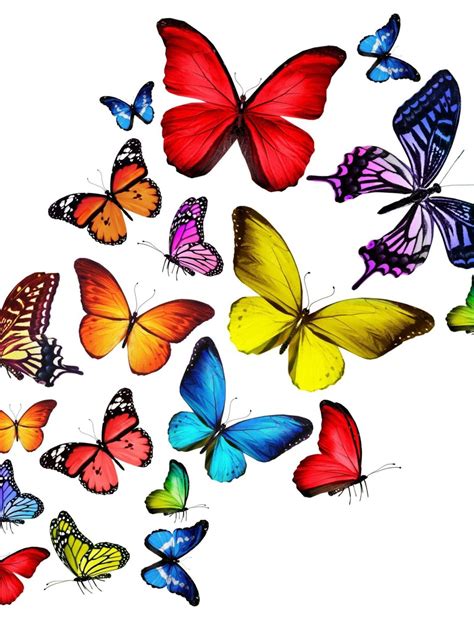 Clip Art Colorful Butterfly 1091x1455 Wallpaper