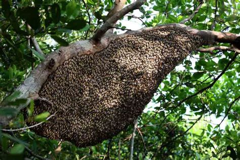 Sundarbans Honey Collectors Get Big Time Help From The Forest Department