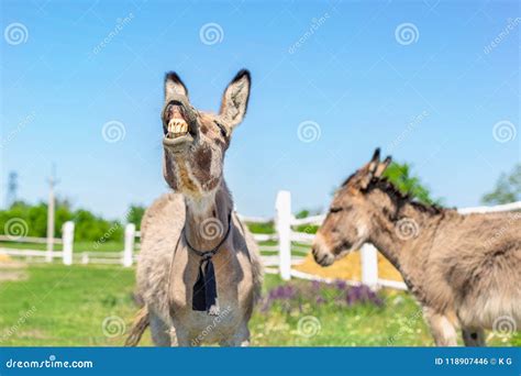 Laughing Donkey And Horse Funny Donkey With Horse With Open Mouthes
