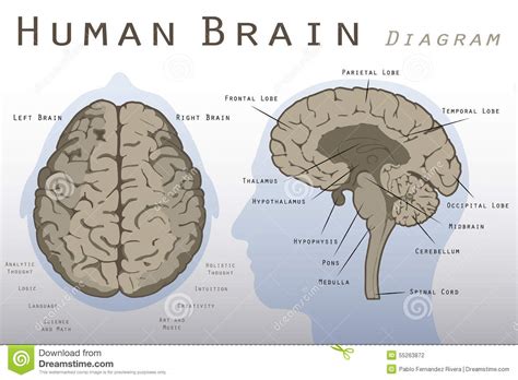 Human Brain Diagram Stock Illustration - Image: 55263872