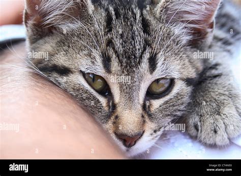 Human Cat Cuddle Hi Res Stock Photography And Images Alamy