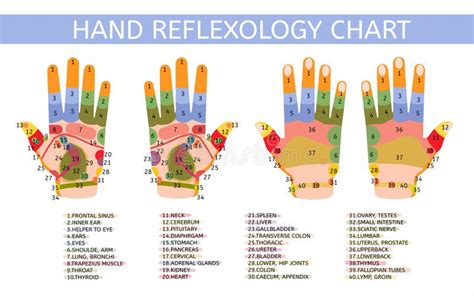 Hand Reflexology Chart With Description Of The Corresponding Internal And Body Parts Palm And